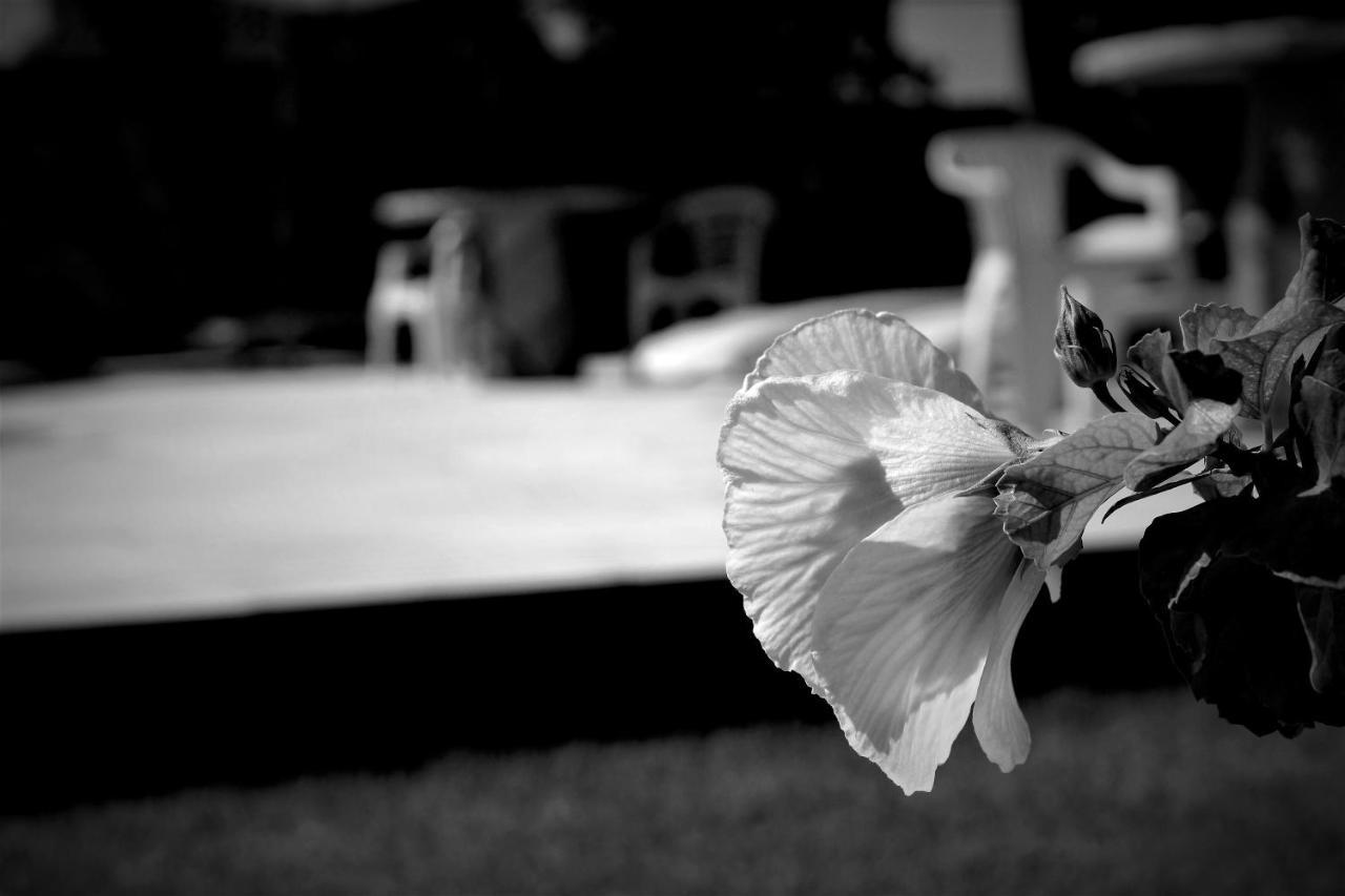 Pousada Dos Hibiscos ベベリベ エクステリア 写真